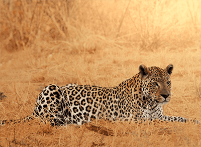 A Leopard