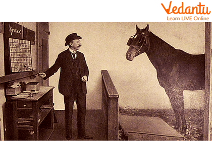 Clever Hans