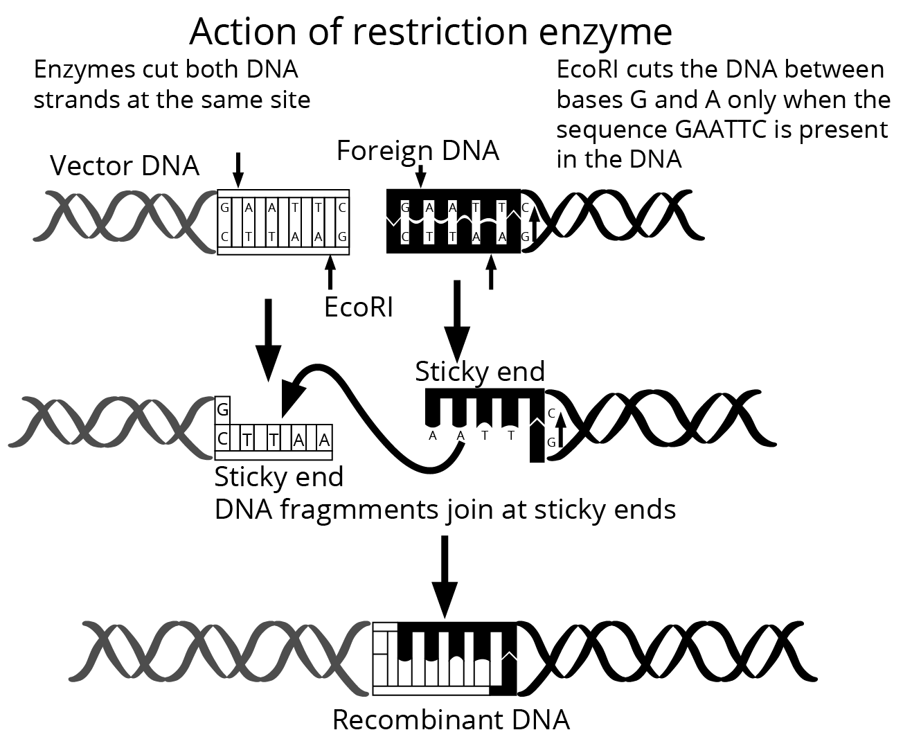 Restriction enzyme EcoRI