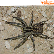 Carolina Wolf spider