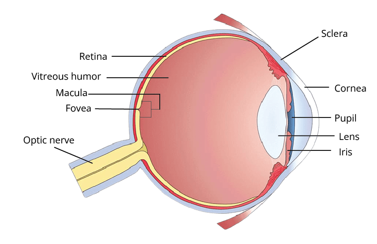 Human eye