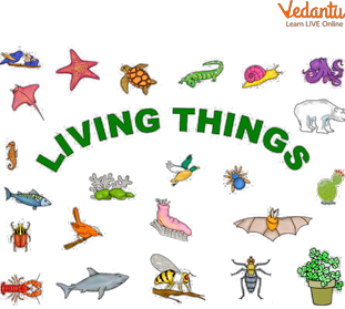 Living Things