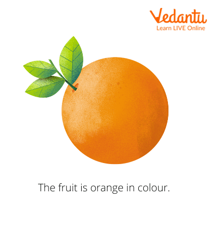 The <a href='https://elitestealsonly.com/biology/fruit-definition'>Fruit</a> is Orange in Colour