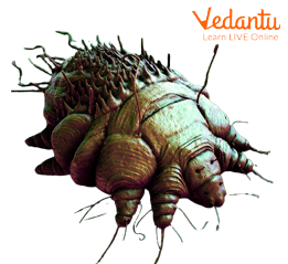 Scabies