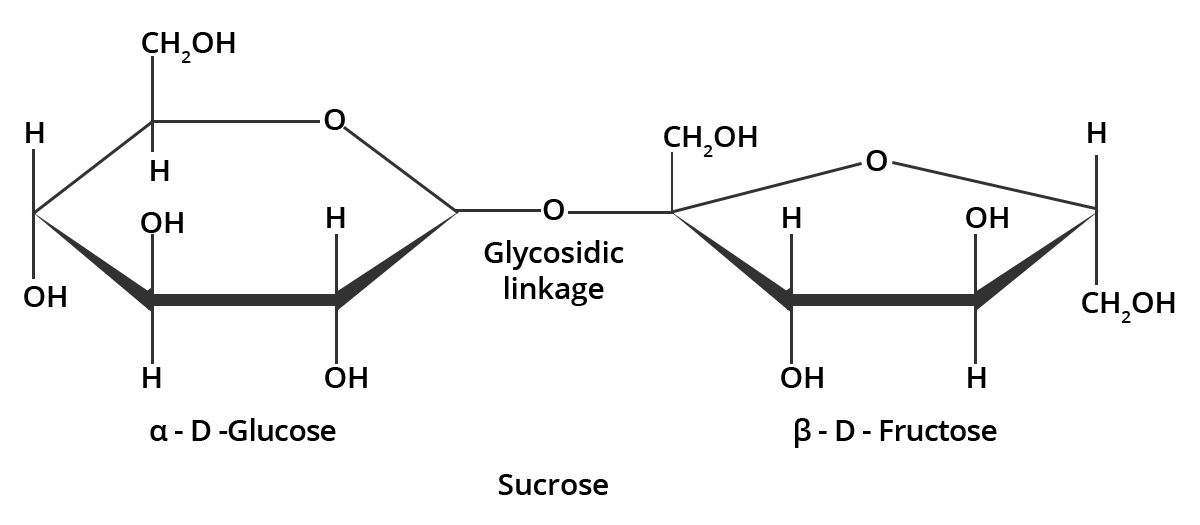 Sucrose molecule