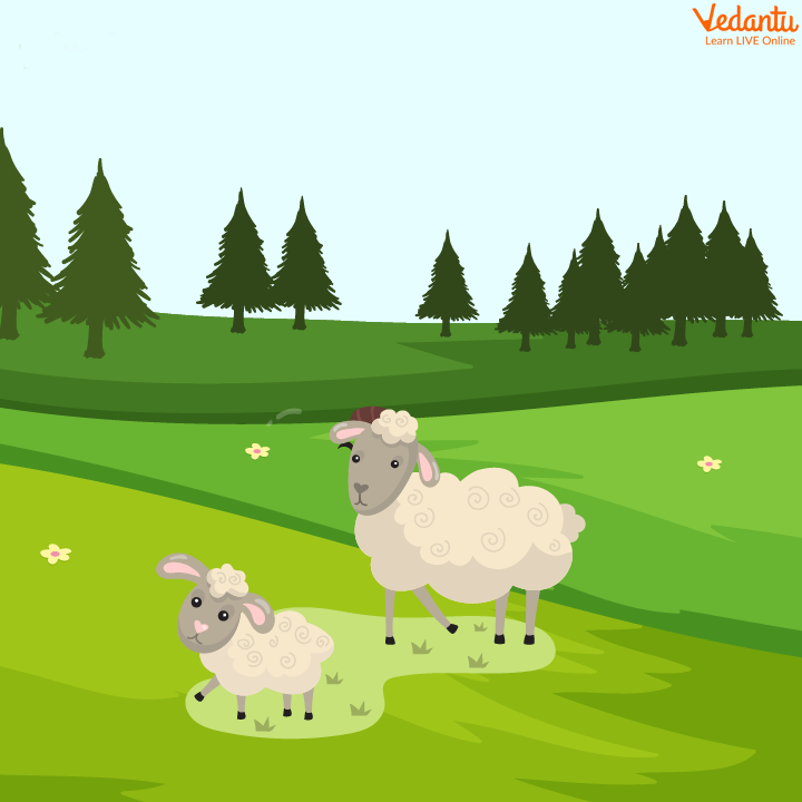 The Mother Sheep with her Kid