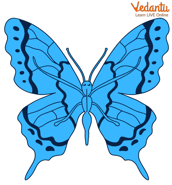 Blue Butterfly