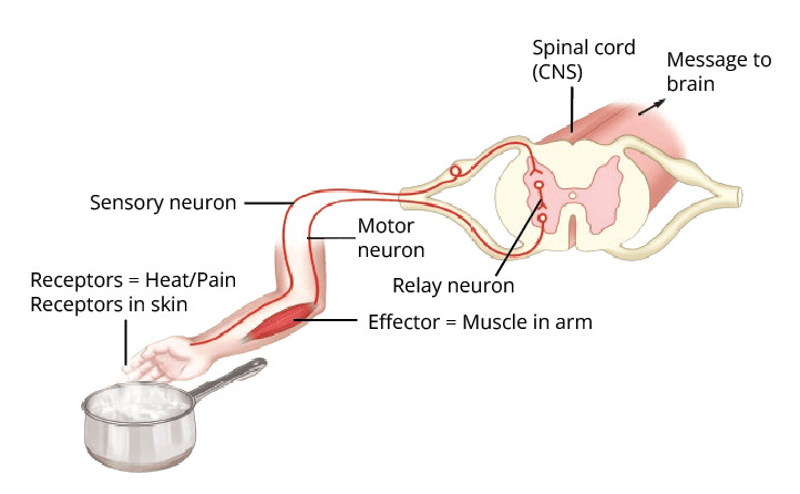 The pathway through which reflex action occurs