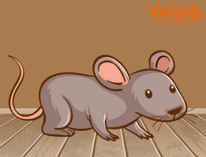 The mouse in the attic
