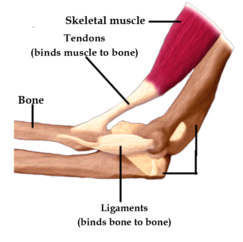 Dense Irregular Tissue