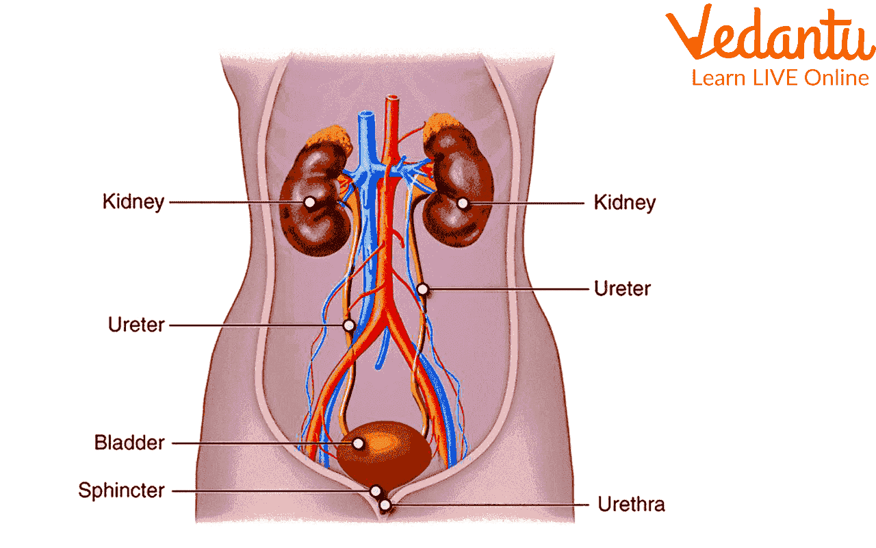 Human Excretory System