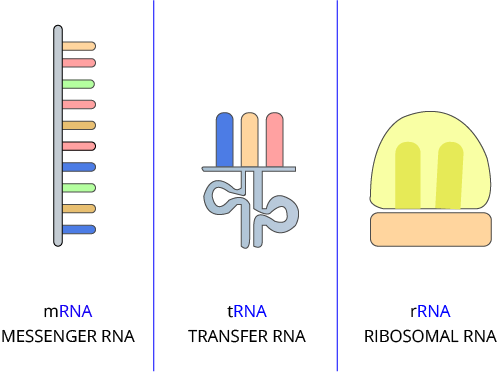 Transcription unit
