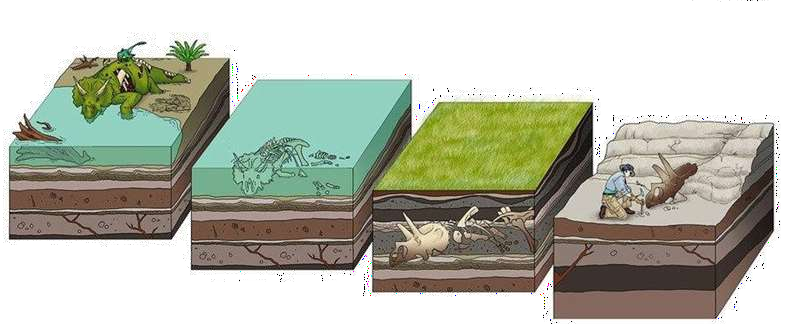 the fossils present in deeper layers