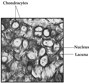 Blood Tissue