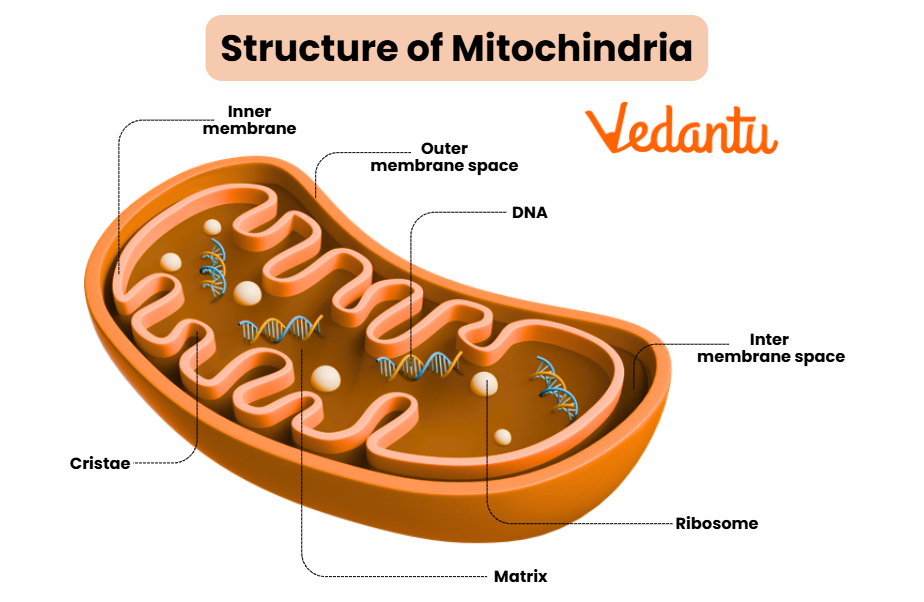 mitochondria diagram