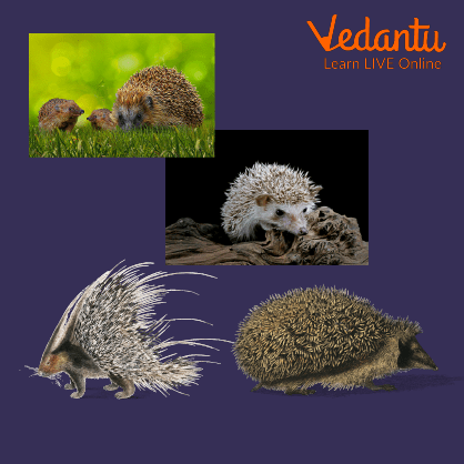 A Closer View of a Hedgehog