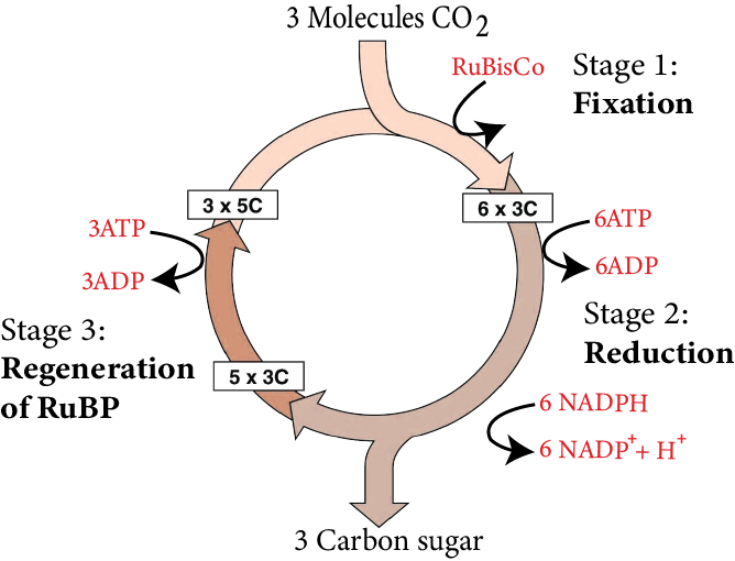 Calvin Cycle