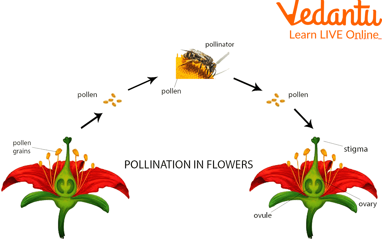 Pollination in Flowers