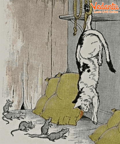 The cat hung itself from a rope