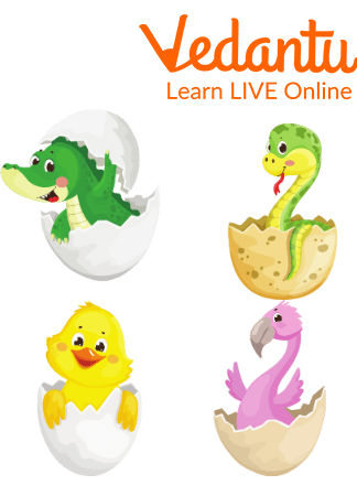 Animals that can Lay Eggs