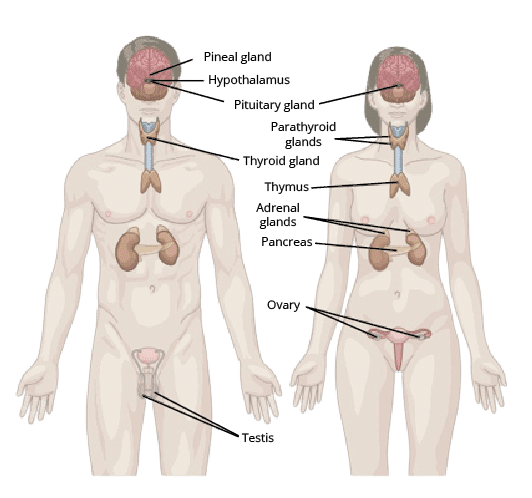 Endocrine glands