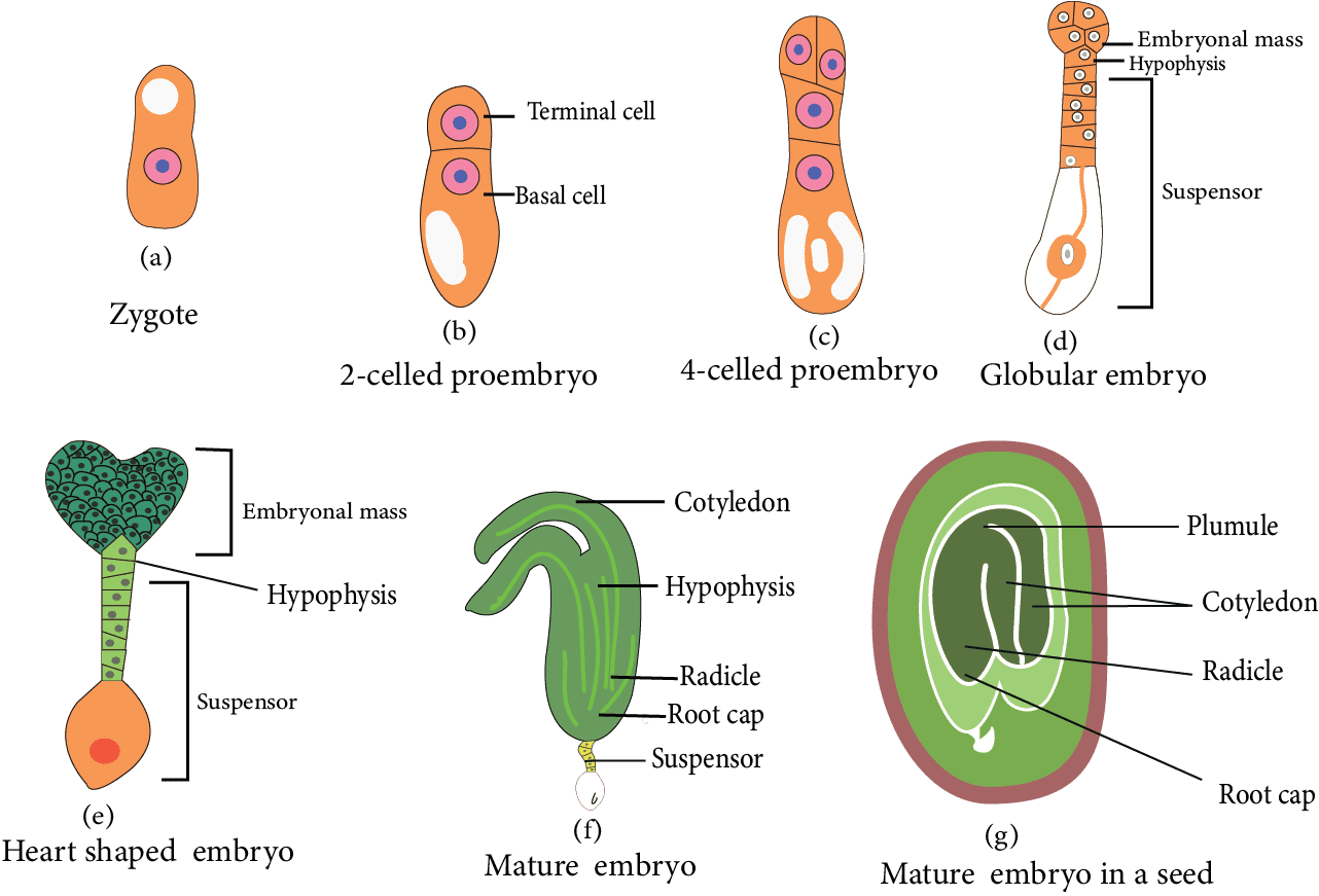 Embryo development in dicots