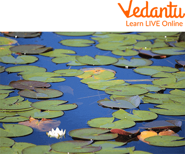 Water Lily Pads