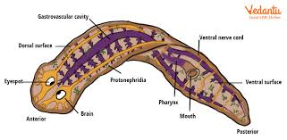Planaria
