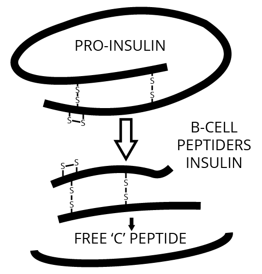 Transgenic Bacteria