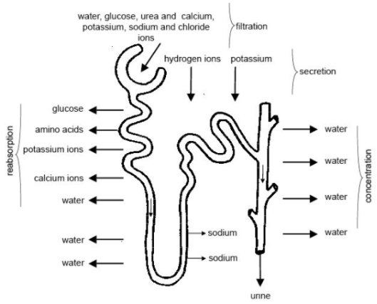 Urine Formation
