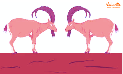 The silly goats fighting in the middle of the bridge.