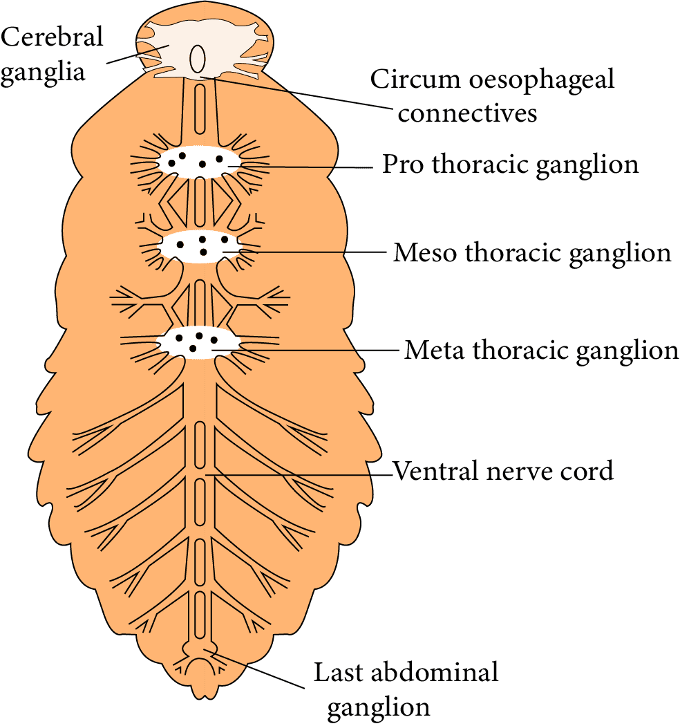 Types of Epithelial Tissues
