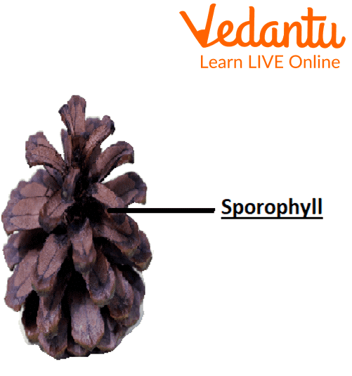 Female cone of Pinus.