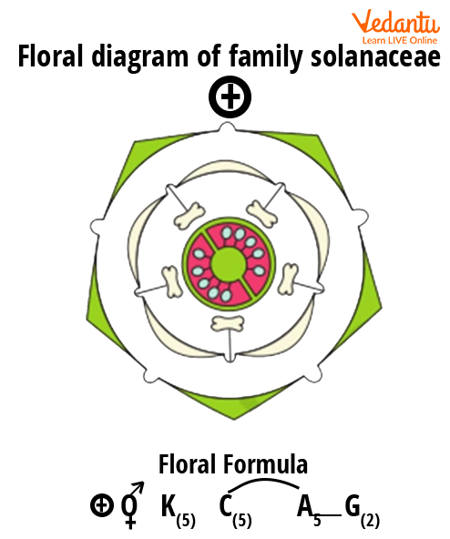 Fabaceae Floral Diagram