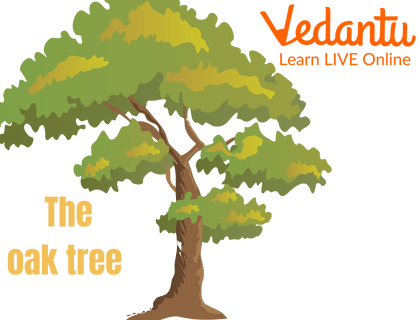A Beautiful and Huge Oak Tree