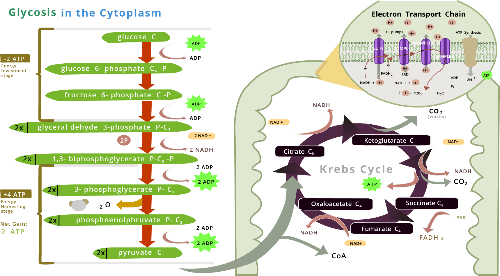 Glycolysis
