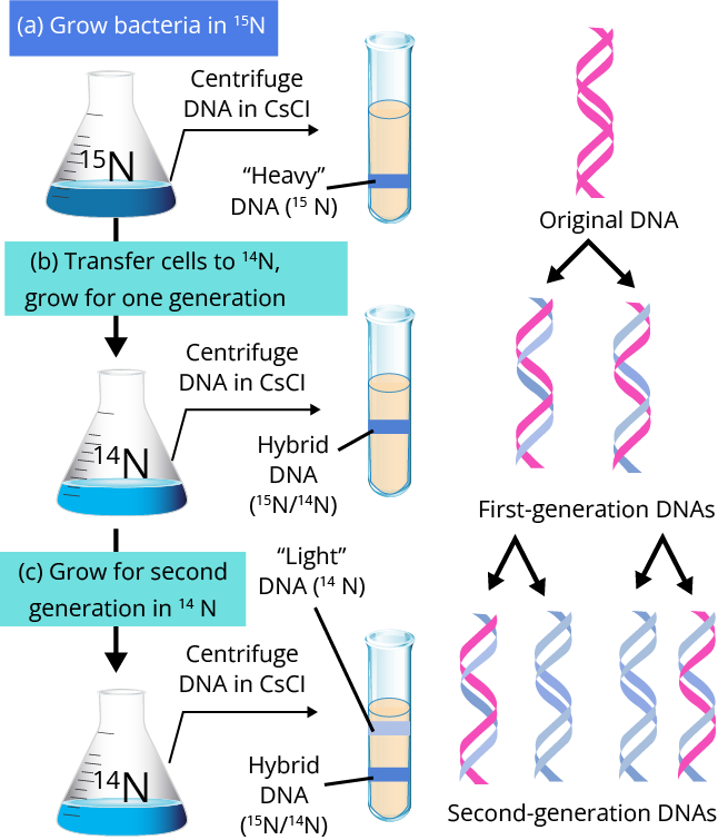 The central dogma of biology