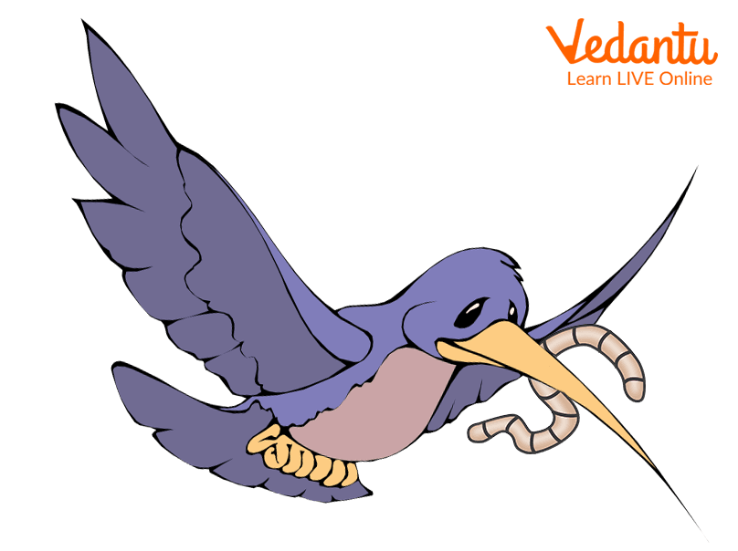 A bird picking up worms