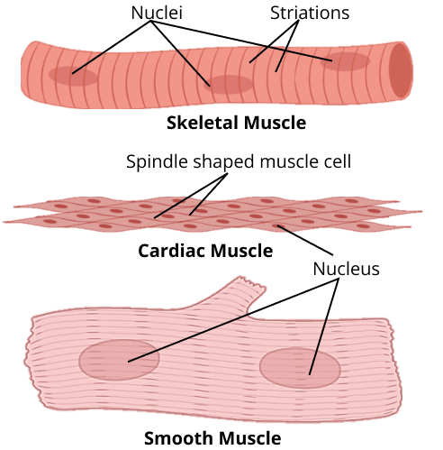 Nerve Cell