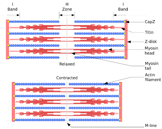 Muscle Contraction
