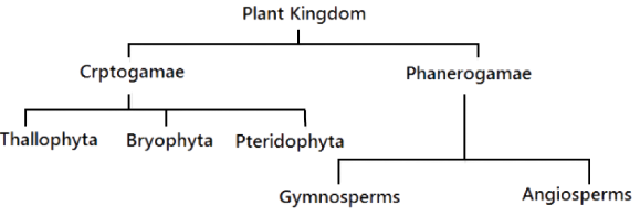Classification of Plant Kingdom