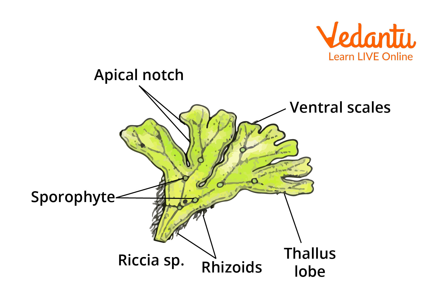 Riccia diagram
