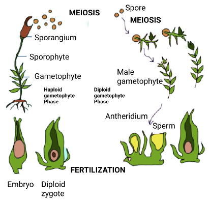 Alternation of Generation in Bryophytes