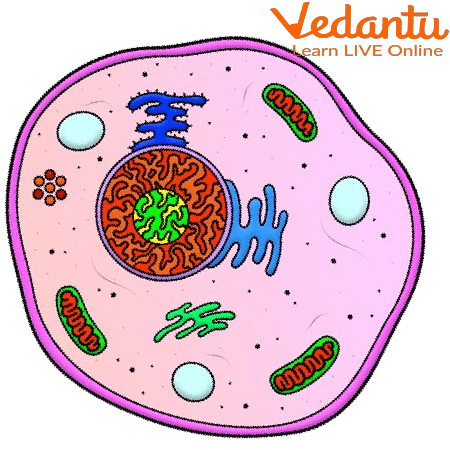 A Cell