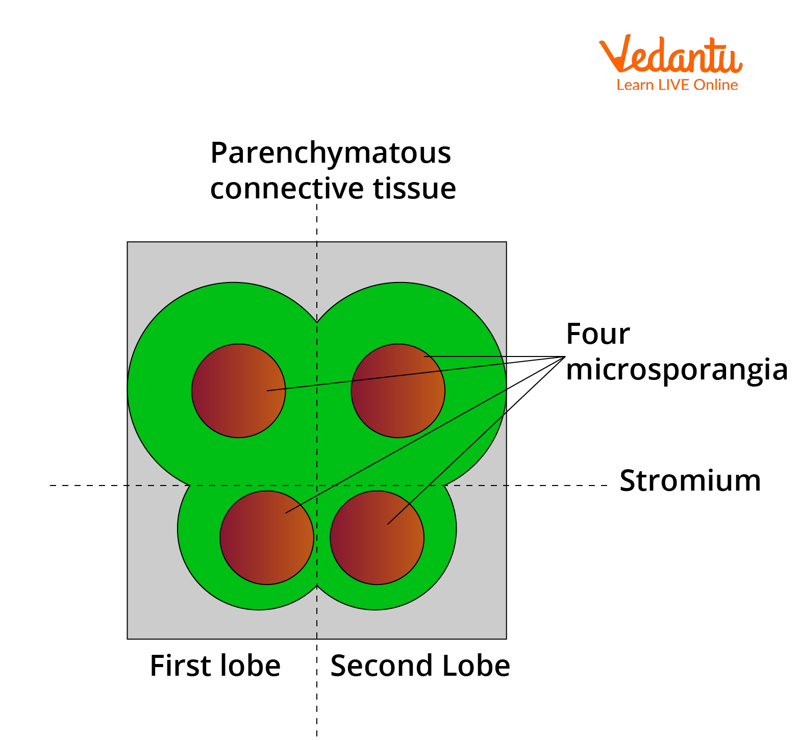 Internal Structure of Anther