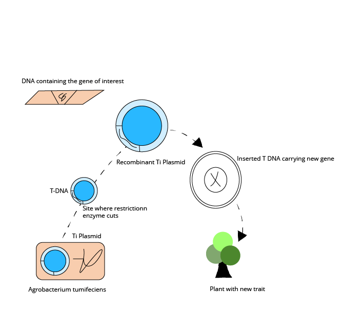 Steps in rDNA technology