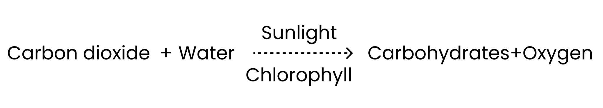 the process of synthesis of food in green plants