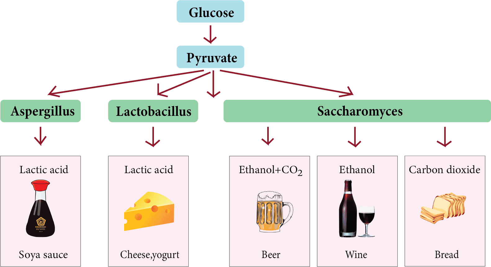 Different types of food items which are prepared using microbes
