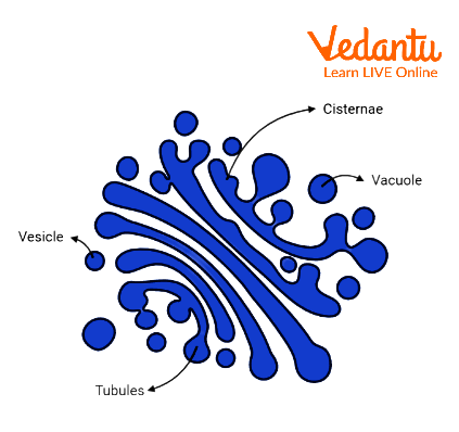 Golgi complex