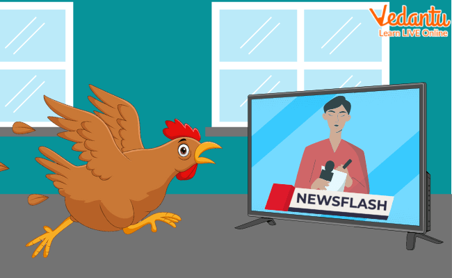 Chicken Reading a Terrifying News